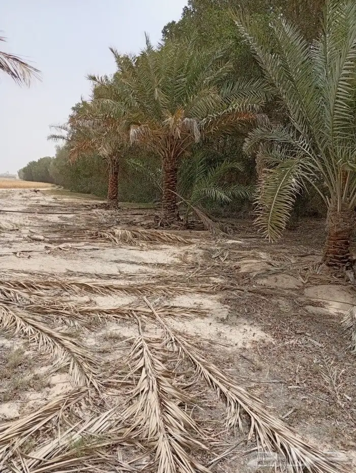 تقوم بتركيب شبوك المزارع وزراعة النخيل بجميع انحاء المملكه ا 3