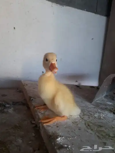 صيصان بط بكيني 2
