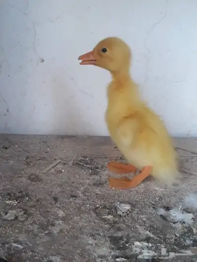 صيصان بط بكيني 1