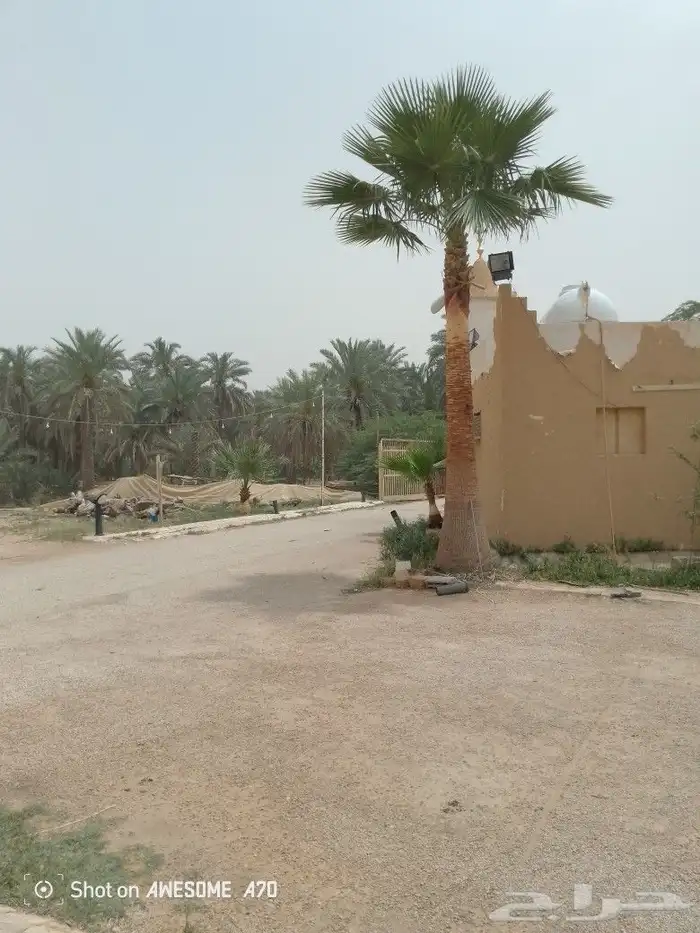نعم الجميع اشغال النخيل تكريب عربي تكريب واشنطن تكريب هلالي 2