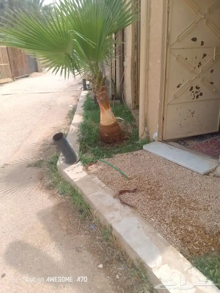 نعم الجميع اشغال النخيل تكريب عربي تكريب واشنطن تكريب هلالي 7
