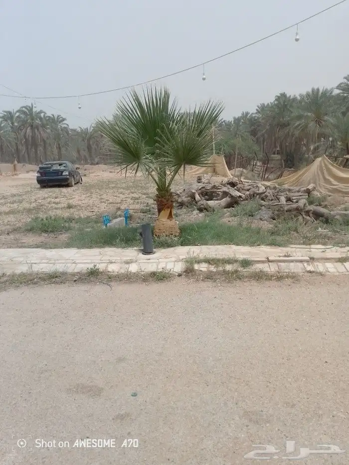 نعم الجميع اشغال النخيل تكريب عربي تكريب واشنطن تكريب هلالي 6