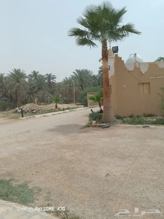 نعم الجميع اشغال النخيل تكريب عربي تكريب واشنطن تكريب هلالي 1