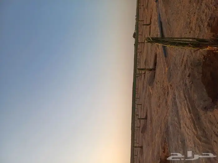 يوجد لدينا فسايل نخيل خلاص حساء ونقوم بقشع وزرع الفسايل 1