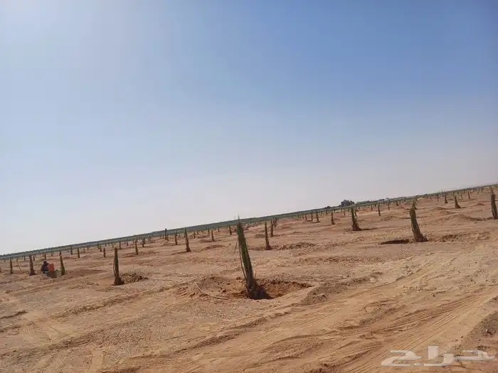 يوجد لدينا فسايل نخيل خلاص حساء ونقوم بقشع وزرع الفسايل 7
