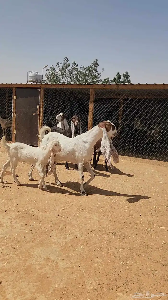 معزاء هولندية طيبة ثلاث تحتها ثلاث 5