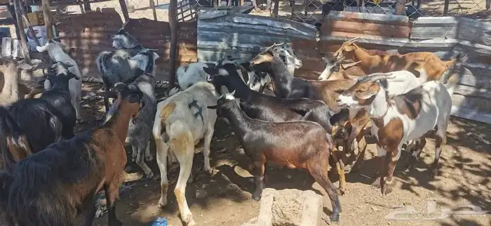 نوفر لكم خراف سواكني لمن يرغب وبربري ورفيدي 10
