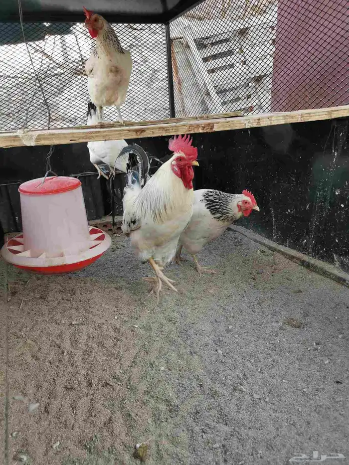 دجاج فرنسي كولمبي بيور 3