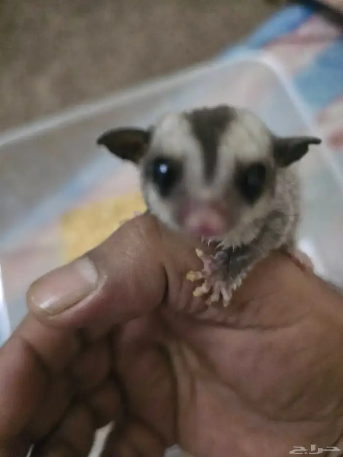 فرخ سنجاب شوقر قلايدر الطائر 5