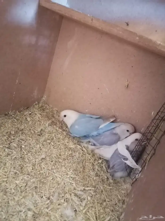 زوج. روز بفروخه ماشاء الله حجم ونظافه وصحه 2