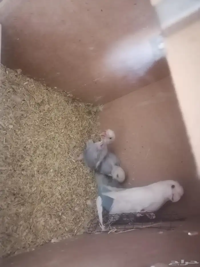 زوج. روز بفروخه ماشاء الله حجم ونظافه وصحه 1