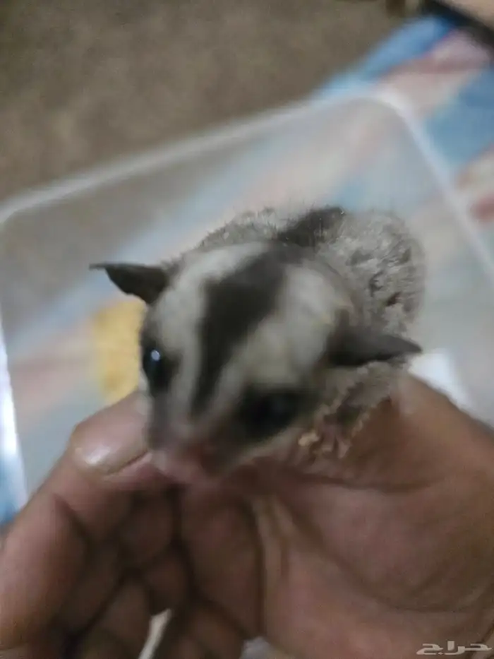 فرخ سنجاب شوقر قلايدر الطائر 10