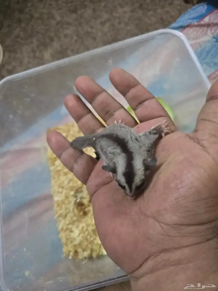 فرخ سنجاب شوقر قلايدر الطائر 3