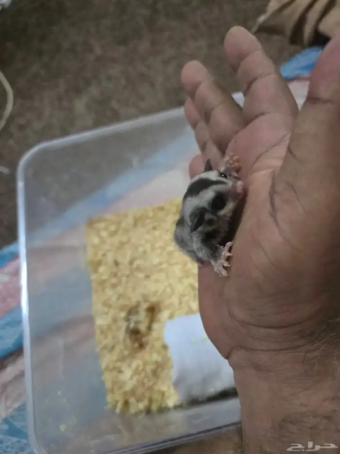 فرخ سنجاب شوقر قلايدر الطائر 2