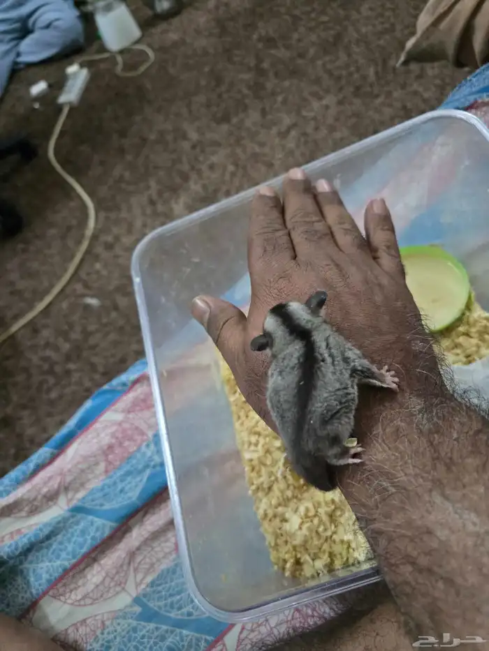 فرخ سنجاب شوقر قلايدر الطائر 6