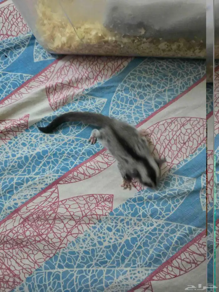 فرخ سنجاب شوقر قلايدر الطائر 8