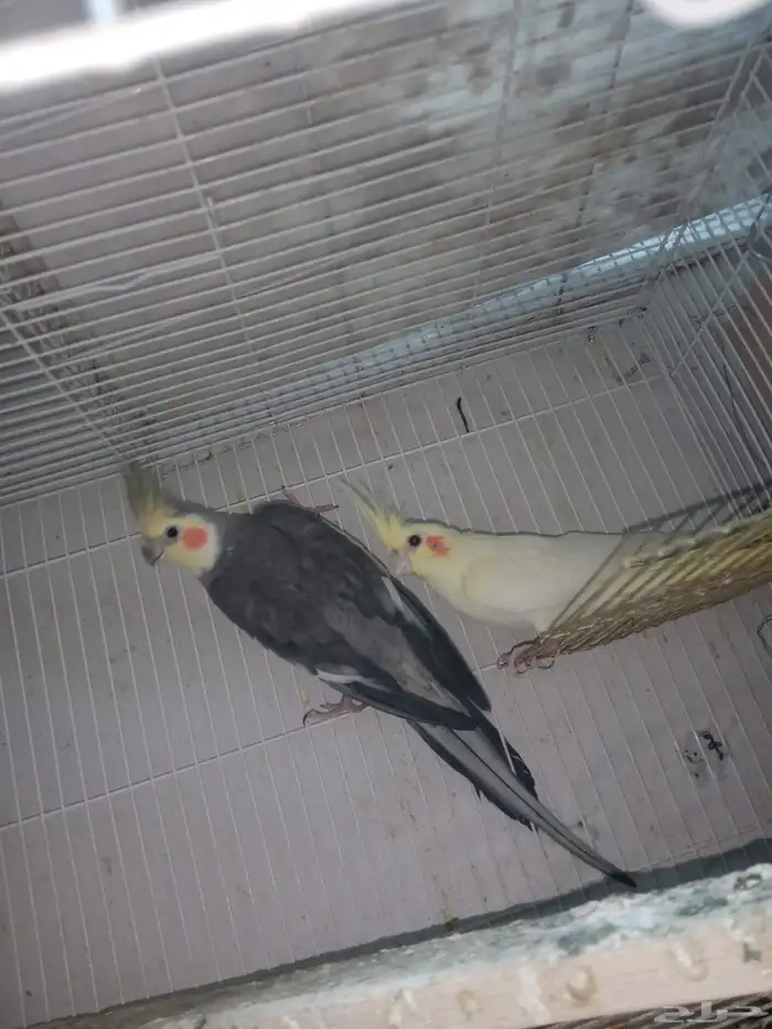 بغبغاء كروان 2