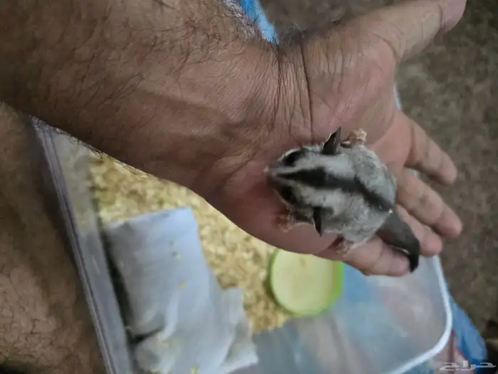 فرخ سنجاب شوقر قلايدر الطائر 1