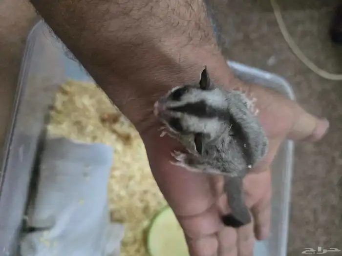 فرخ سنجاب شوقر قلايدر الطائر 4