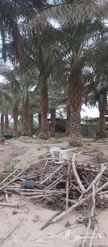 جميع انواع النخيل عربي وامريكي 1