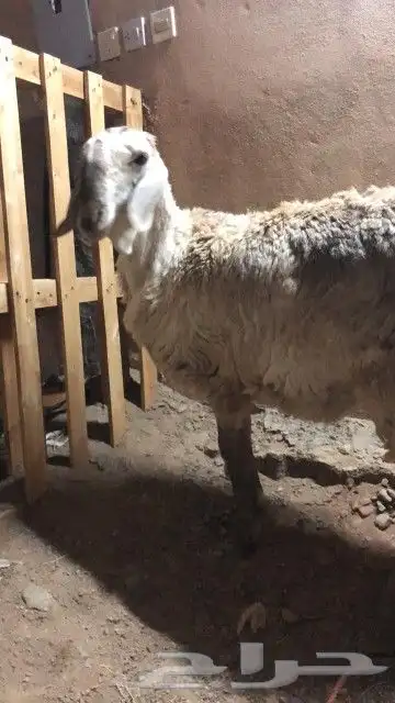 سلام عليكم اخواني كماعودناكم علا كل جديد تم البيع 5