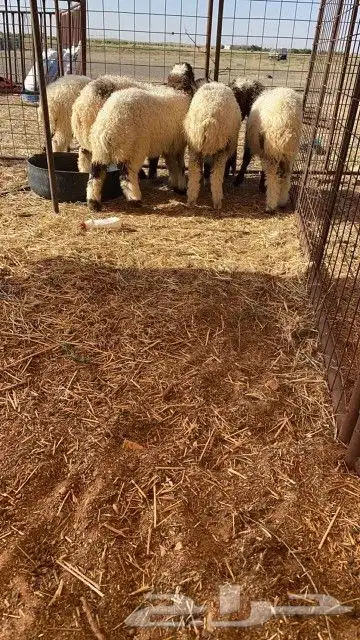 بهم نعيم 0