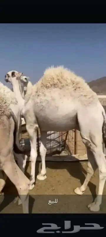 قعدان بلديات ومستورد اتواصل 3