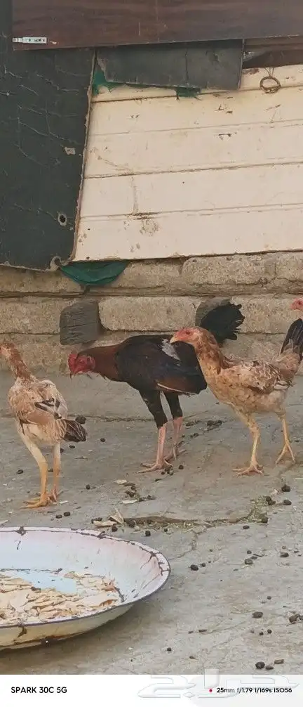دجاج وديك للبيع 1