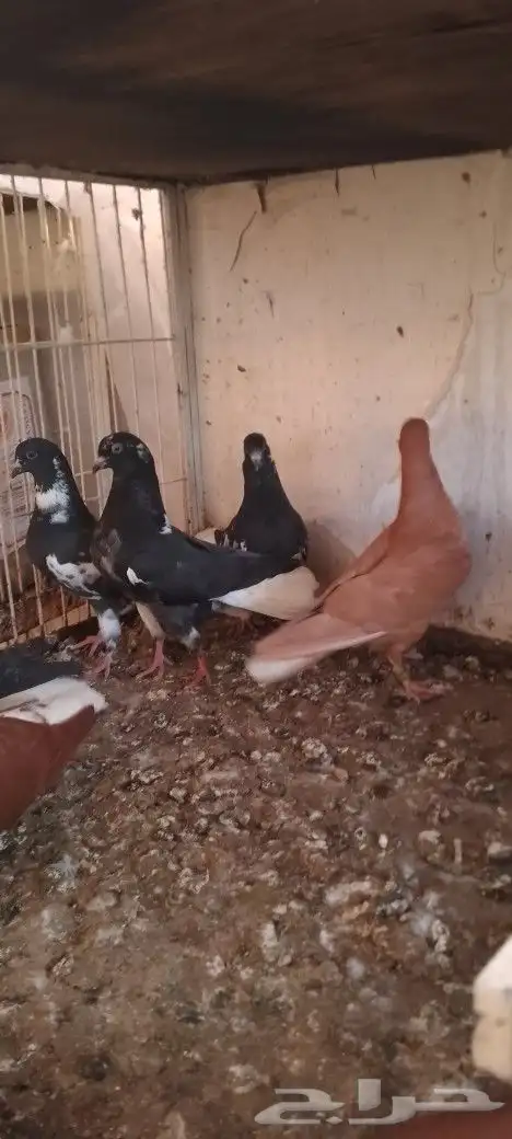 ست حبات نوري تم البيع 6