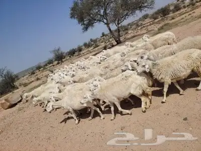 ضان حري ممتازة منوة القاني 1