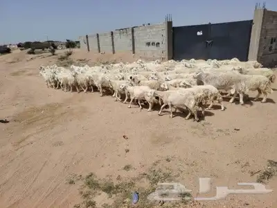 ضان حري ممتازة منوة القاني 2