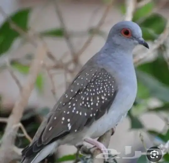يمام ماسي فوق 100جوز اتوقع 1