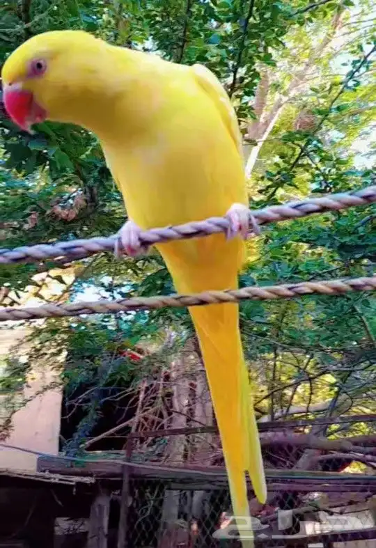 تم البيع انثى دره هولندي اليفه تم البيع 2