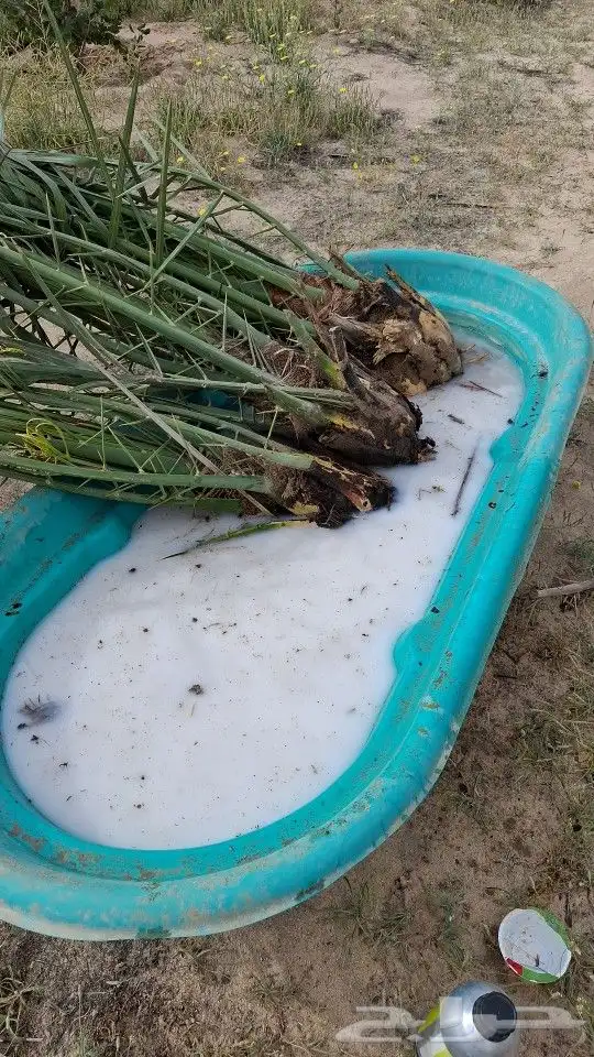 جميع انواع النخيل عربي وامريكي 3