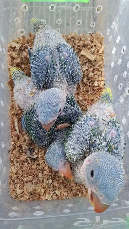 فراخ نيبالية متوفرة 1