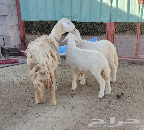 تم البيع 0