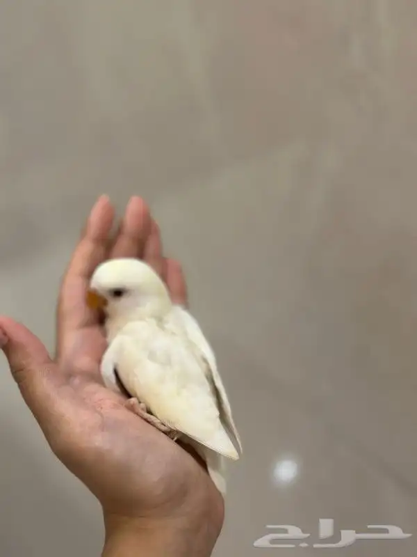 للبيع فرخ غر روز البينو 1