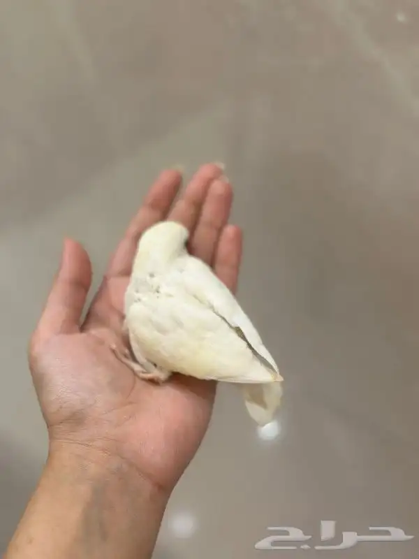 للبيع فرخ غر روز البينو 7