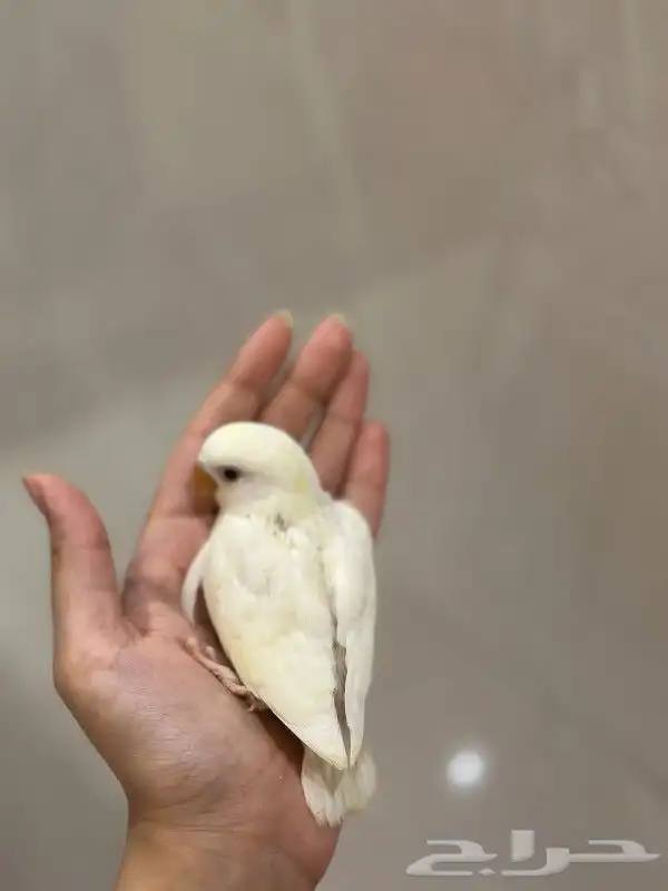 للبيع فرخ غر روز البينو 2