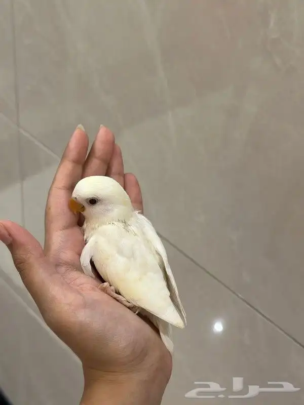 للبيع فرخ غر روز البينو 3