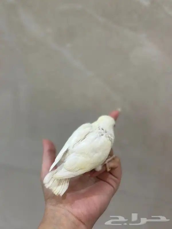 للبيع فرخ غر روز البينو 4