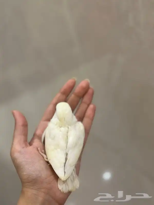 للبيع فرخ غر روز البينو 6