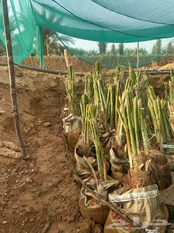 اصنه مجدول رقم 1 فاخر جاهز مجذر في طينه اغرس وانت مرتاح 1