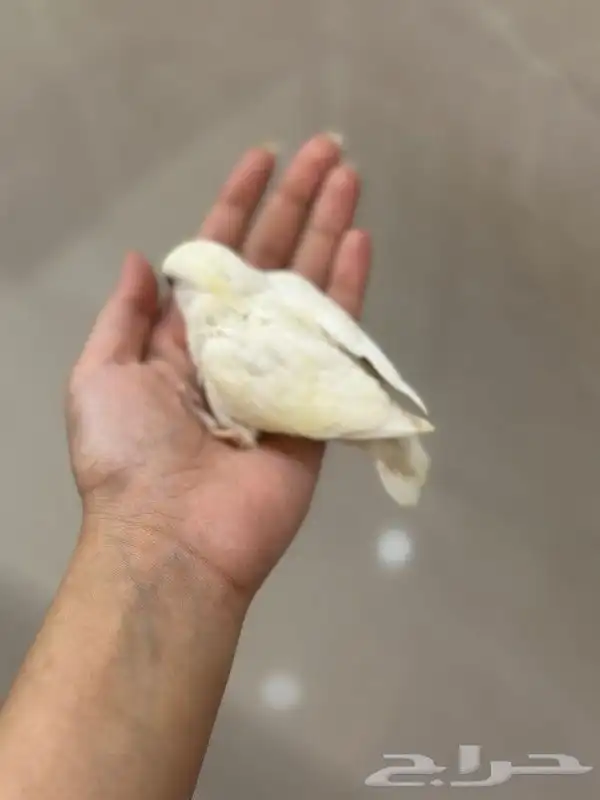 للبيع فرخ غر روز البينو 5