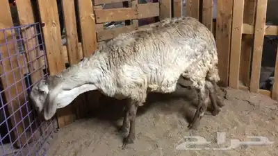 سلام عليكم اخواني كماعودناكم علا كل جديد تم البيع 4
