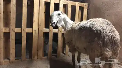 سلام عليكم اخواني كماعودناكم علا كل جديد تم البيع 3