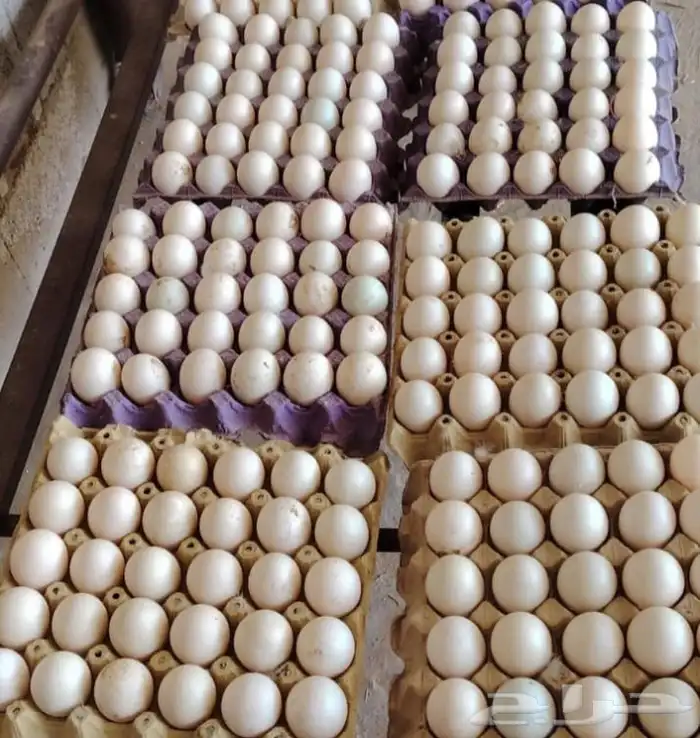 بيض بط مصري مسكوفي مخصب بنسبه عاليه 85بالميه 0