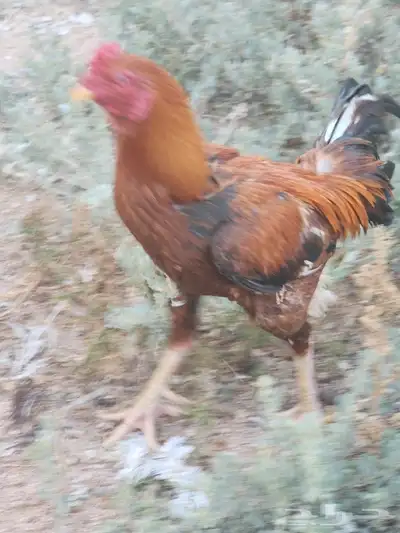 ديك باكستاني بيور 2