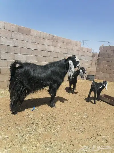 تيس فاخر 0