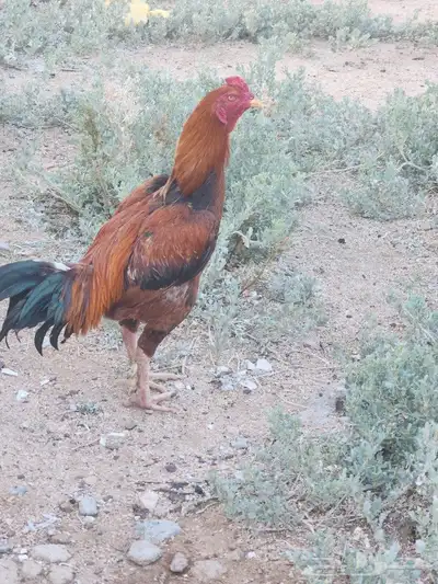 ديك باكستاني بيور 1